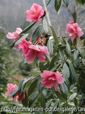C.subintegra (eisenhut)