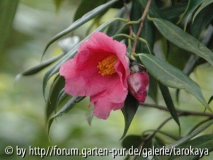 C.subintegra (eisenhut)