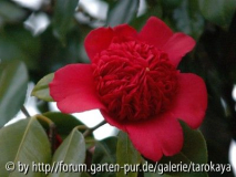 anemoniflora waratah