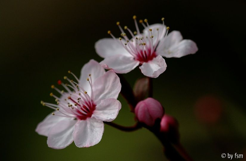 Blutpflaume 1 09-03-08