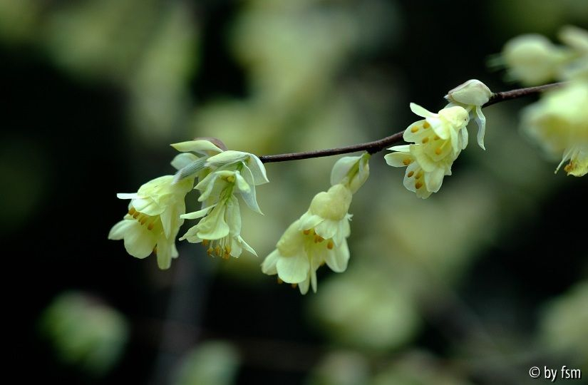 Corylopsis pauciflora 2 09-03-08