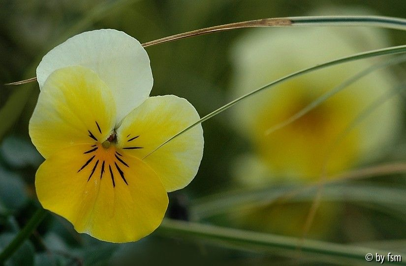 Viola 1 09-03-08