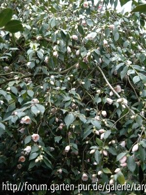 rosiflora cascade ganz