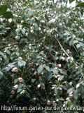 rosiflora cascade ganz