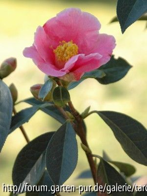C.reticulata Forest Wild
