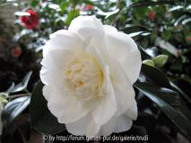 C. Champagne