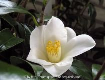 C. Lily pons