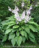 Fortunei Albopicta