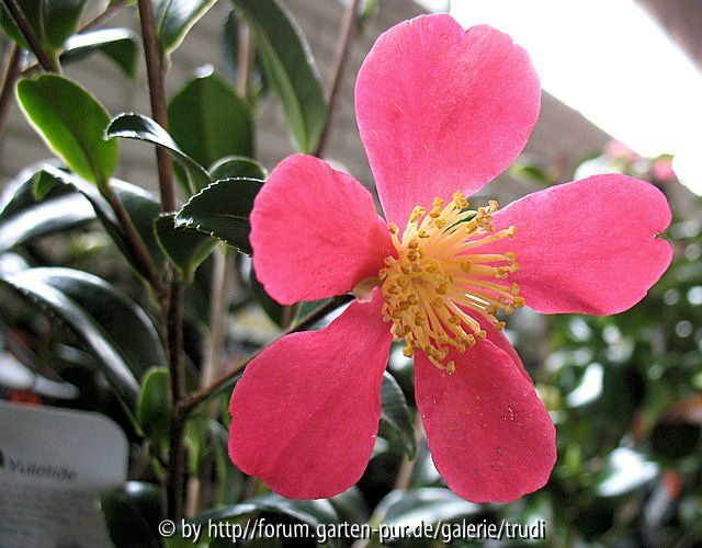 C. Yuletide