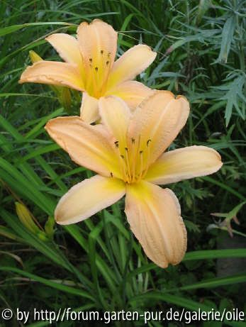 Hemerocallis ohne Namen