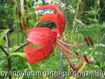 rote_Lilie_1_2_1.JPG