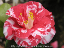Camellia Jap. Adolphe Audusson Spot