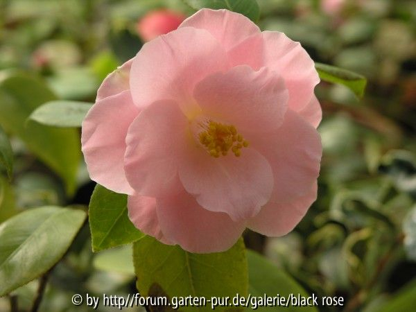 C. Jap.Berenice Boddy