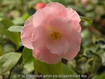 C. Jap.Berenice Boddy