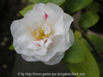 Camellia Jap. Betty Sheffield