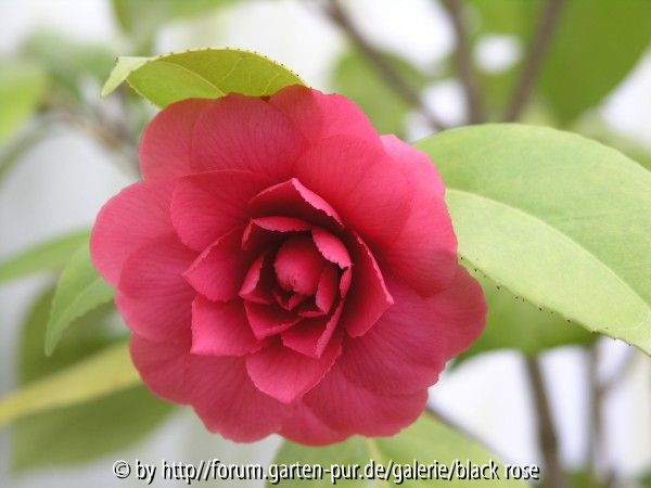 Camellia jap. Eximia