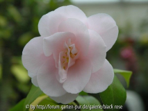 Camellia jap. Fleur Dipater