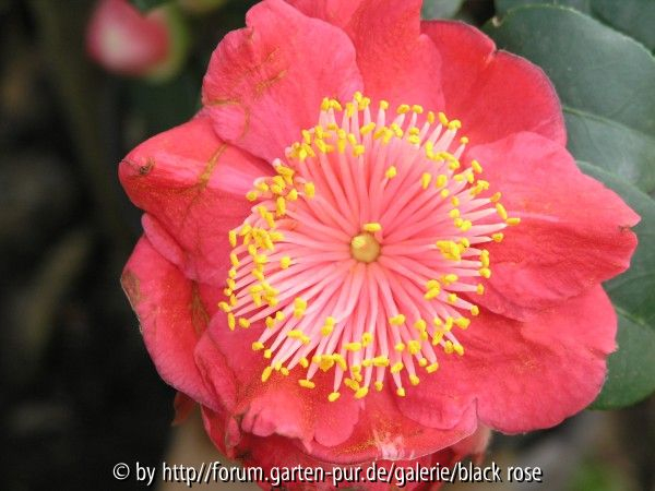 Camellia Higo  Hinomaru