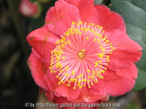 Camellia Higo  Hinomaru