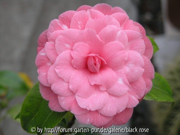 Camellia Jap. IL Tramonto