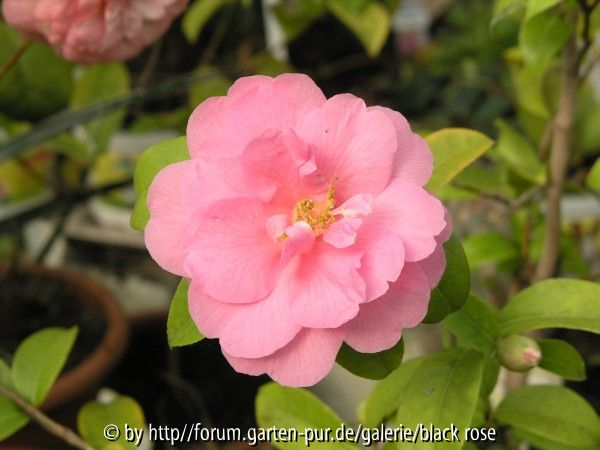 Camellia hyb. Inspiration