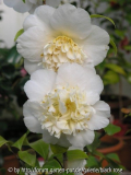 Camellia hyb Jury´s Yellow