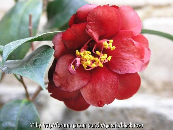 Camellia jap. Kuro Tsubaki