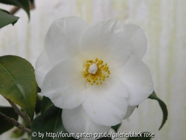 Camellia jap. Leucanta