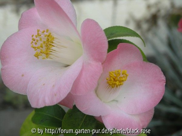 Camellia jap. Loki Schmidt