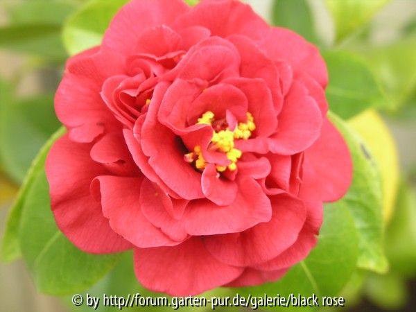 Camellia jap. Mrs Charles Cobb