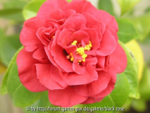 Camellia jap. Mrs Charles Cobb