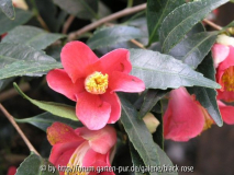 Camellia jap. Nokogiriba Tsubaki