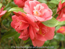 Camellia jap. Ohorner