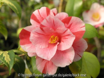 Camellia jap. Oki no nami