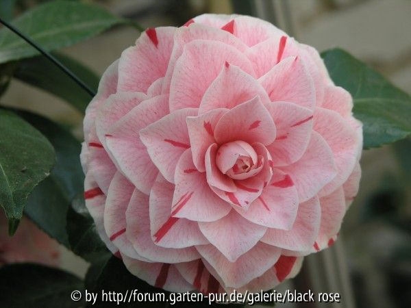 Camellia jap. Professor Filippo Parlatore
