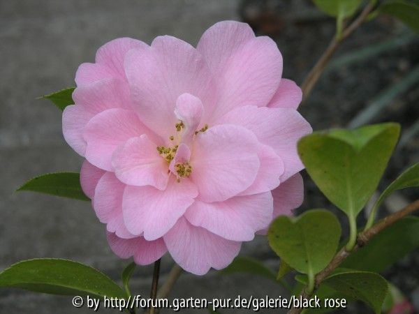 Camellia hyb. Rose Quartz