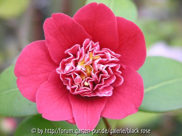 Camellia jap. Shikibu