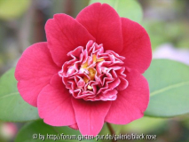 Camellia jap. Shikibu