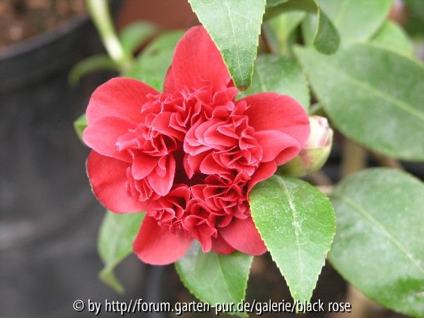Camellia jap. Takanini