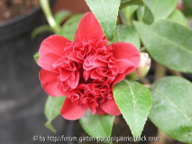 Camellia jap. Takanini
