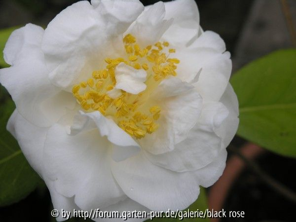 Camellia jap. Wingster Olymp