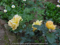 Bernsteinrose