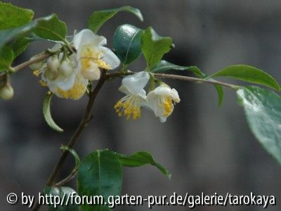 C.forrestii 3/08