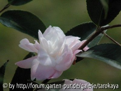 sweet jane profil