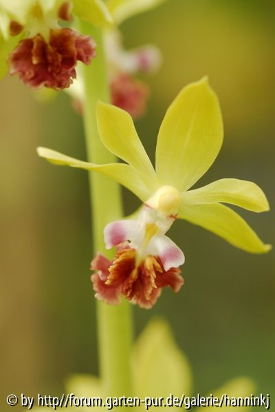 Calanthe tricarinata