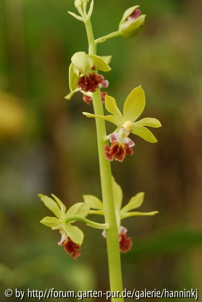 Calanthe tricarinata