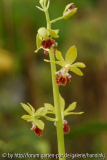 Calanthe tricarinata