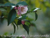 C.rosaeflora
