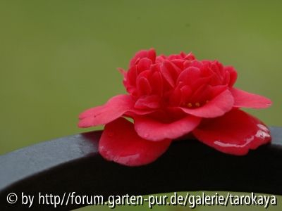 benodet
