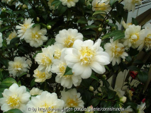 japonica ssp. rusticana 'Mizuyoshi'